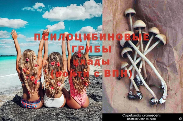 apvp Верея